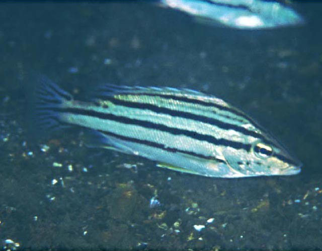 Rhynchopelates oxyrhynchus